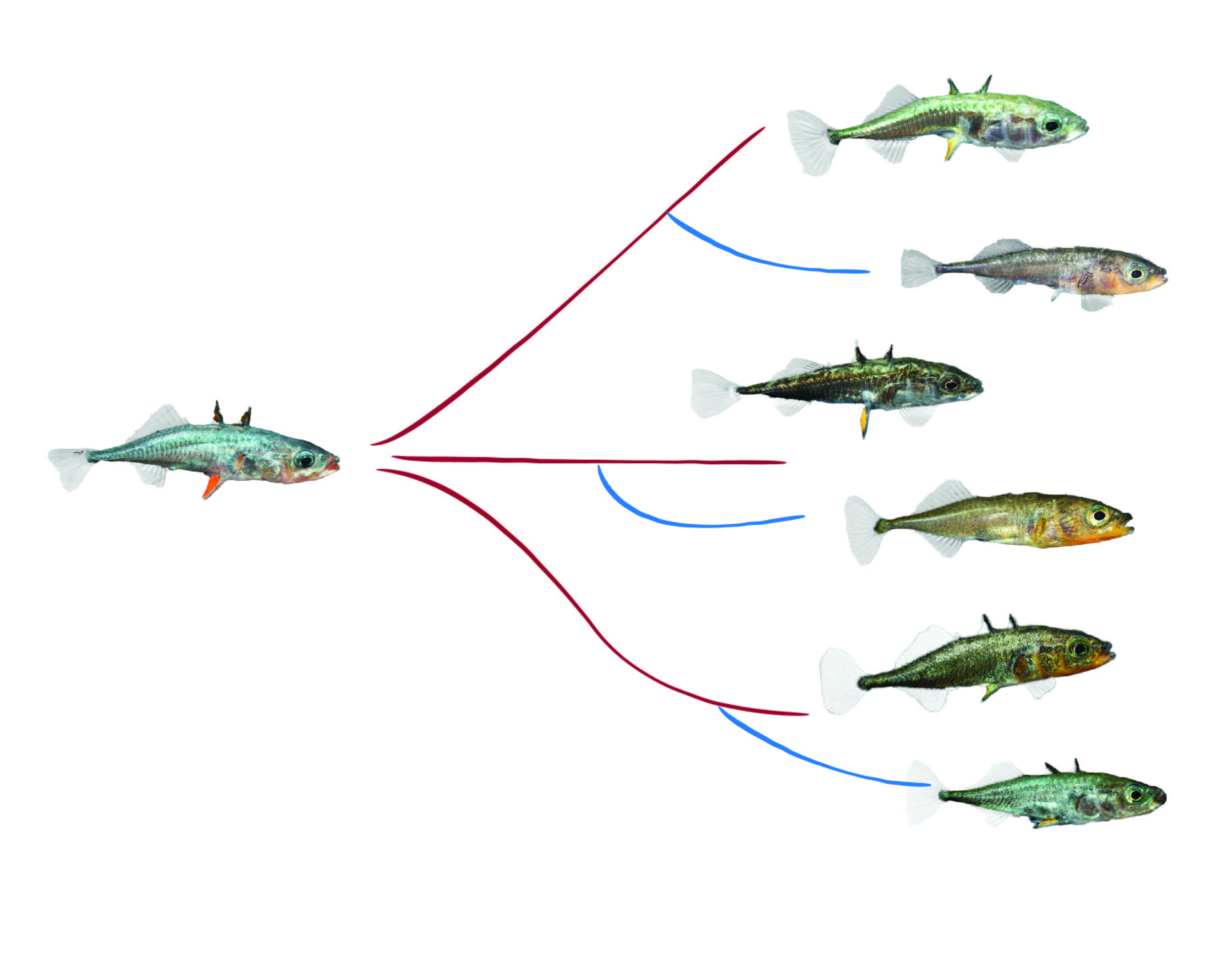Stickleback freshwater forms have evolved from marine ancestors in parallel