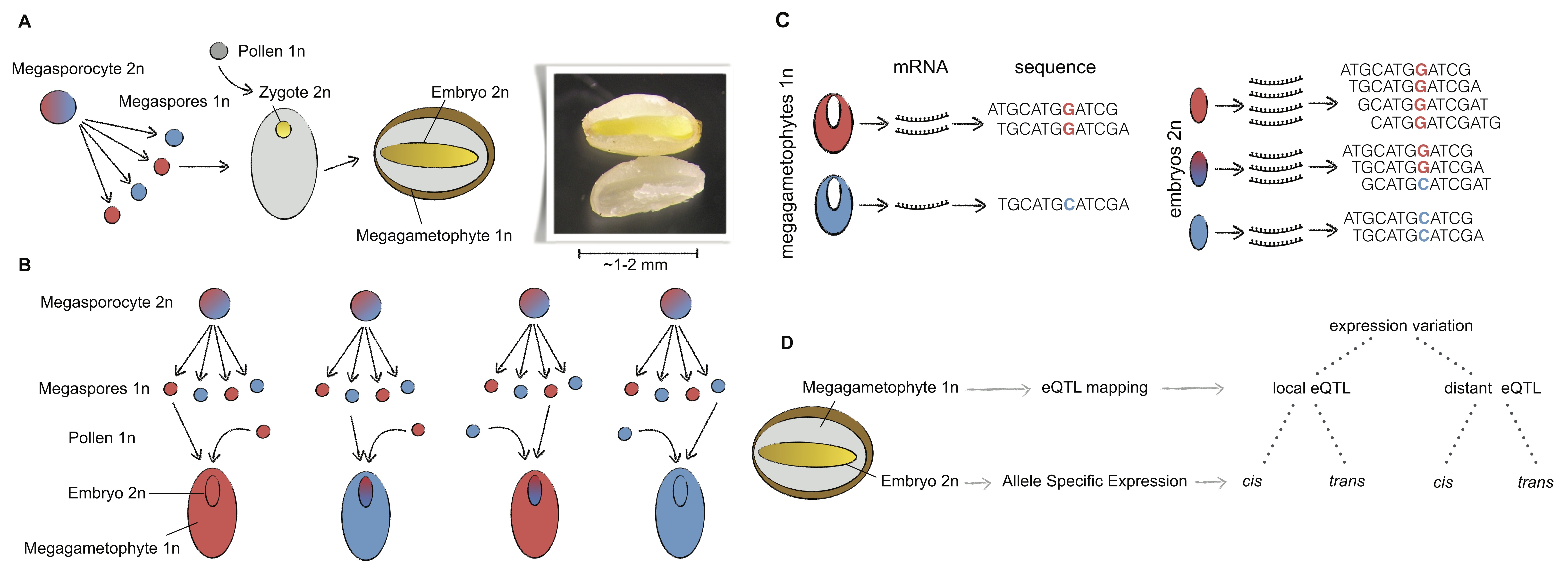 Conifer megagametophyte-embryo system to map eQTL